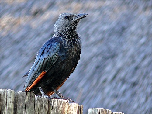 Red-winged starling