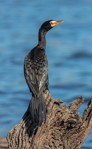 Reed cormorant