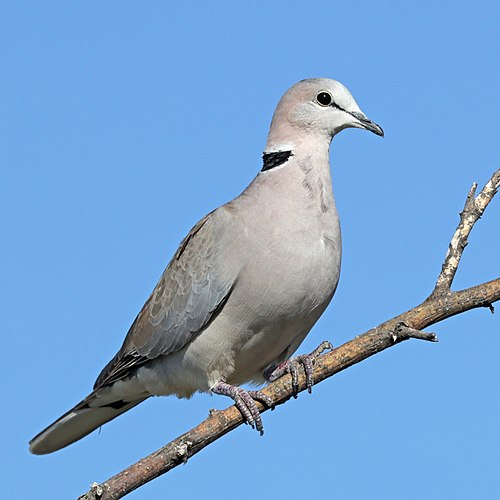 Ring-necked dove