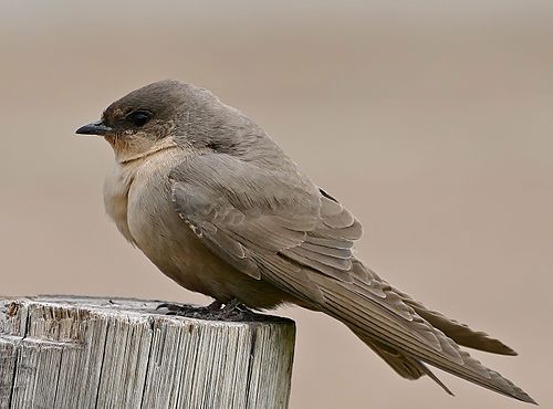 Rock martin