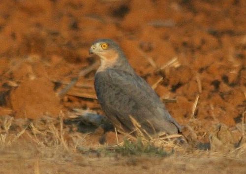 Rufous-breasted sparrowhawk