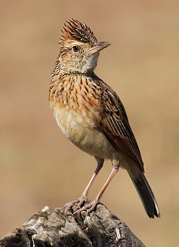 Rufous-naped lark