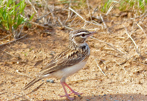 Sabota lark