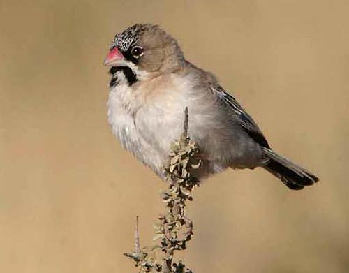 Scaly-feathered weaver