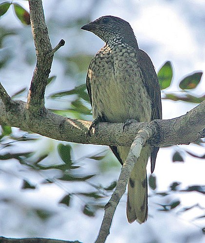 Scaly-throated honeyguide