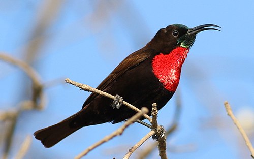 Scarlet-chested sunbird