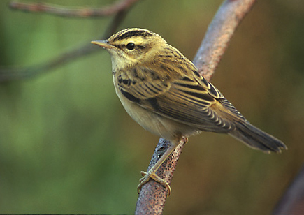 Sedge warbler