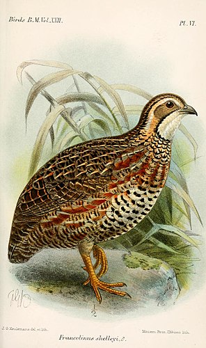 Shelley's francolin