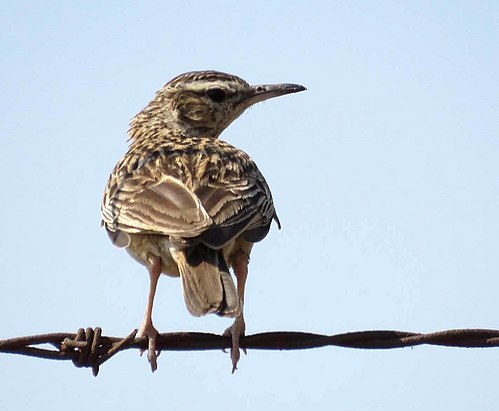 Short-clawed lark