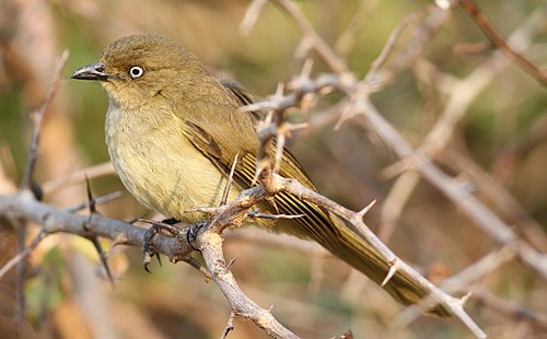 Sombre greenbul