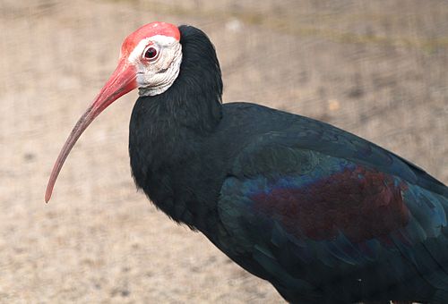 Southern bald ibis