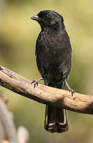 Southern black tit