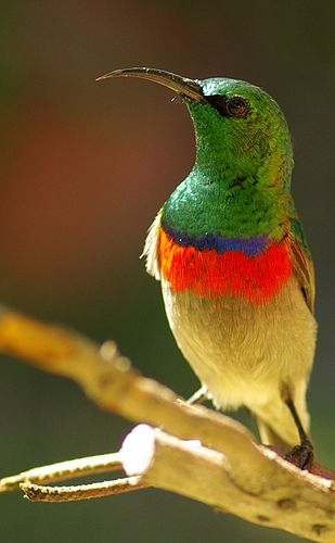 Southern double-collared sunbird