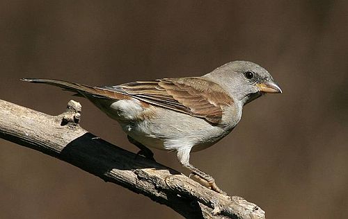 Southern grey-headed sparrow