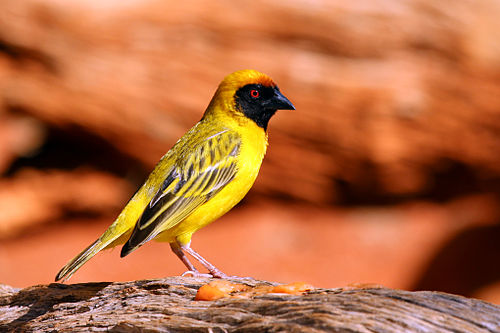 Southern masked weaver