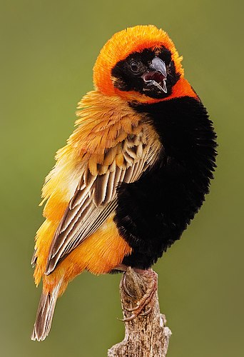 Southern red bishop