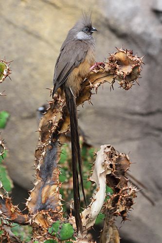 Speckled mousebird