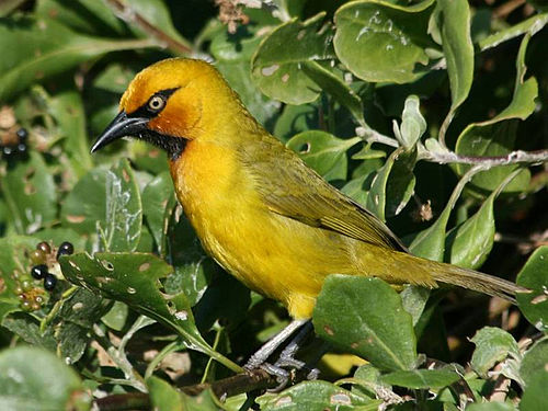 Spectacled weaver