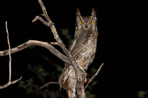 Spotted eagle-owl