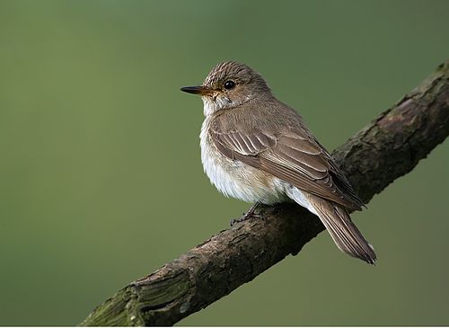 Spotted flycatcher