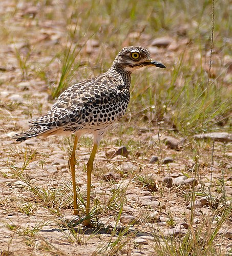 Spotted thick-knee