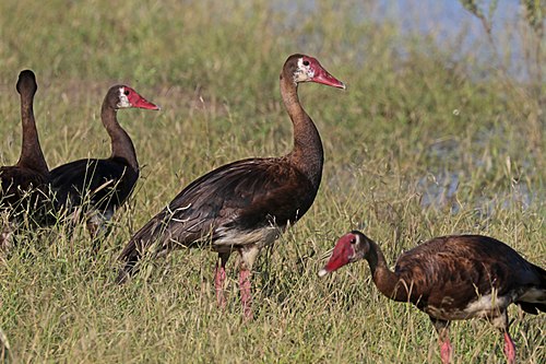 Spur-winged goose