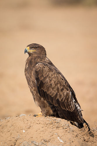 Steppe eagle