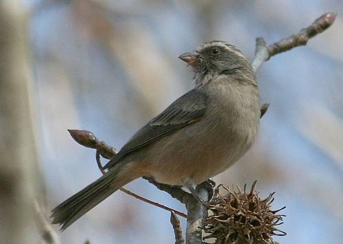 Streaky-headed seedeater