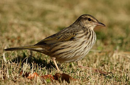 Striped pipit