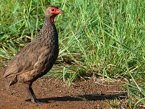 Swainson's spurfowl