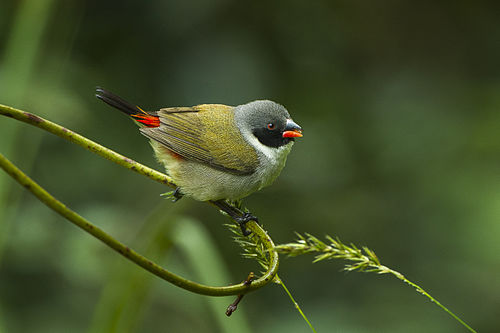 Swee waxbill