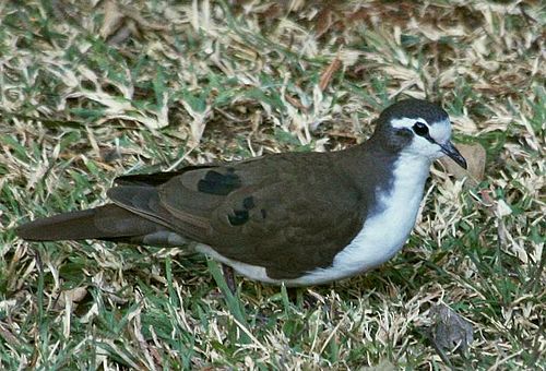 Tambourine dove