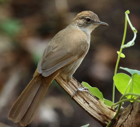 Terrestrial brownbul