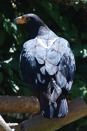 Verreaux's eagle