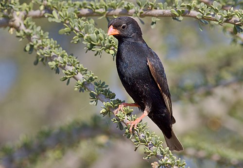 Village indigobird