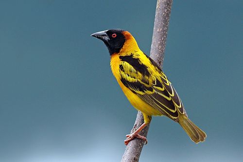 Village weaver