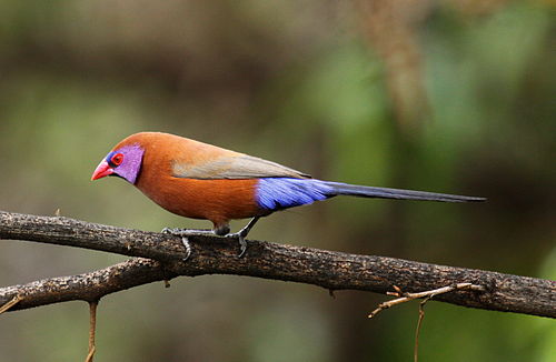 Violet-eared waxbill