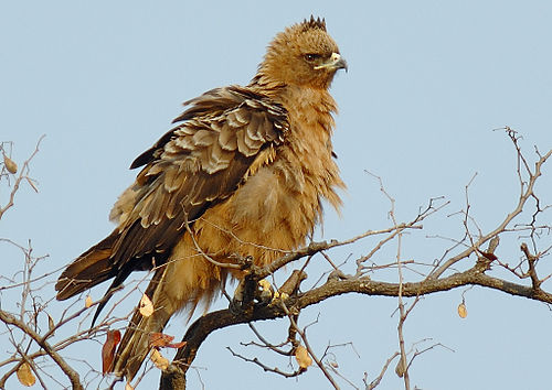 Wahlberg's eagle