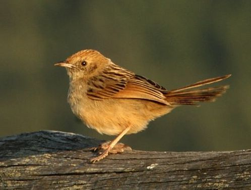 Wailing cisticola