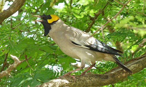 Wattled starling