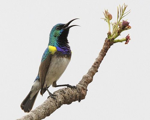 White-bellied sunbird