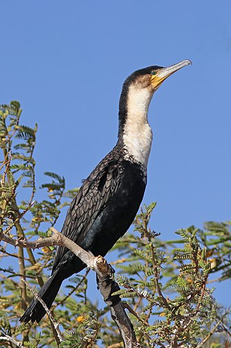 White-breasted cormorant