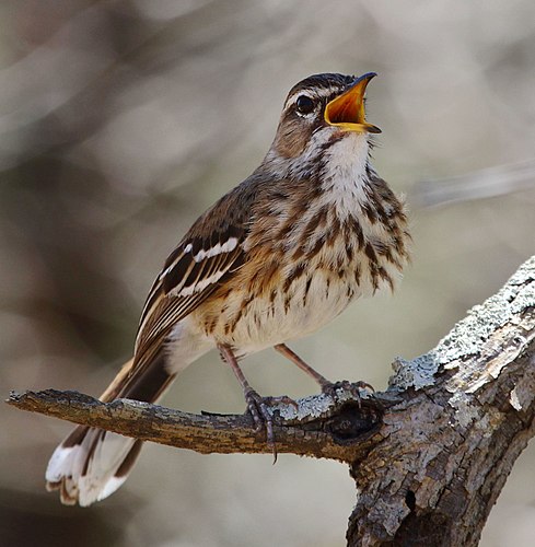 White-browed scrub robin