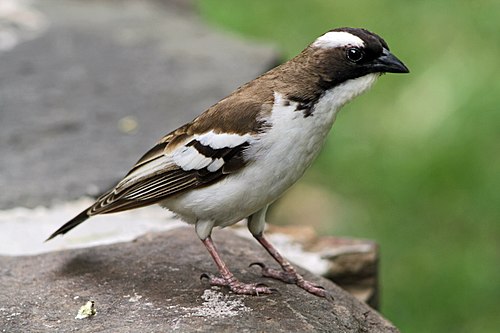 White-browed sparrow-weaver