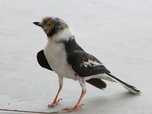 White-crested helmetshrike