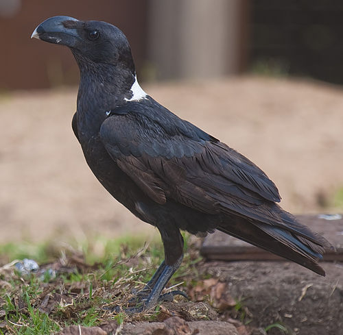 White-necked raven