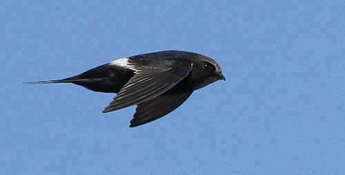 White-rumped swift