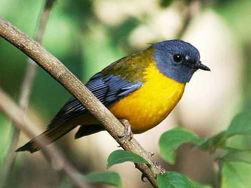 White-starred robin