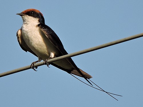 Wire-tailed swallow