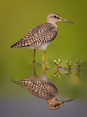 Wood sandpiper